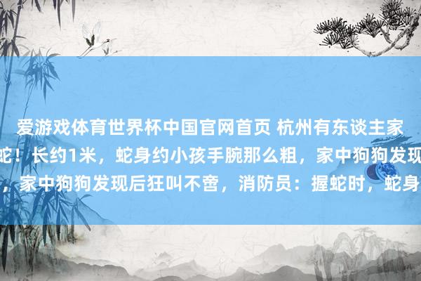 爱游戏体育世界杯中国官网首页 杭州有东谈主家三天“闯”进3条眼镜蛇!长约1米,蛇身约小孩手腕那么粗,家中狗狗发现后狂叫不啻,消防员:握蛇时,蛇身一度立起来